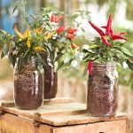 QUATTRO STAGIONI JAR 1.5L - Image 5